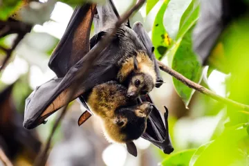 Virus nipah zabíjí až 90 procent nakažených. Experti jej považují za globální hrozbu