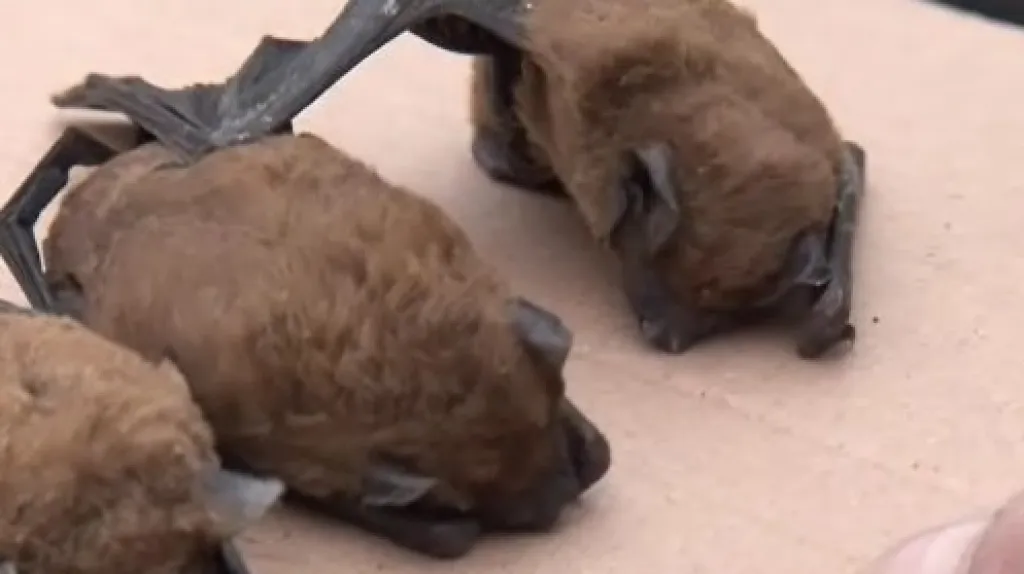 Hibernující netopýry našli lidé v okolích panelových domů v Brně-Bohunicích