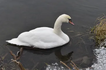 U labutě v Liberci byl zjištěn nový subtyp ptačí chřipky. Rizikem pro člověka není