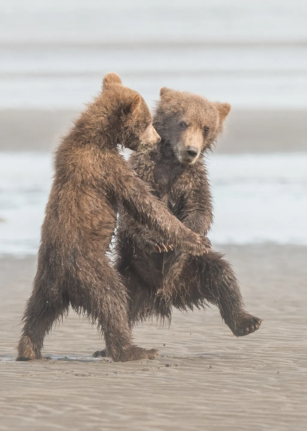 Mláďata medvěda hnědého tancující na pláži Aljašky
