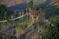 Zalesňování po kůrovcové kalamitě se nejspíš protáhne. Majitelům lesů chybí pracovníci i peníze