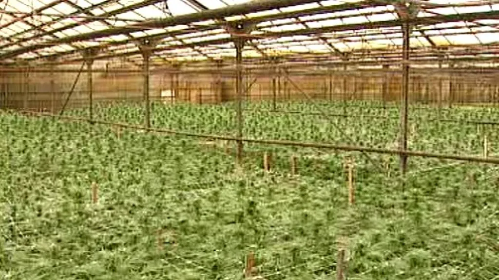 Velkopěstírna marihuany