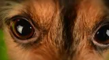Fenomén zvaný psí oči