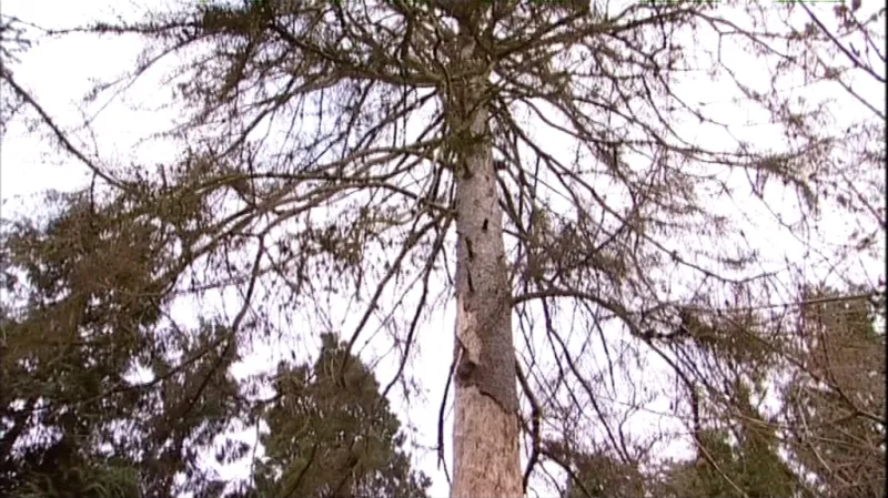 Stromy jsou domovem pro chráněné brouky