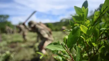 Bolivijští vojáci ničí rostliny koky