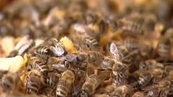 Stovky včelstev na Pardubicku čeká vyšetření.