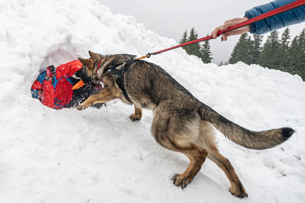 Záchranáři se psy nacvičují v Krkonoších záchranu z lavin