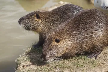Vysoké pokuty za mývaly, nutrie nebo americké raky. Invazní druhy dokáží pustošit českou přírodu