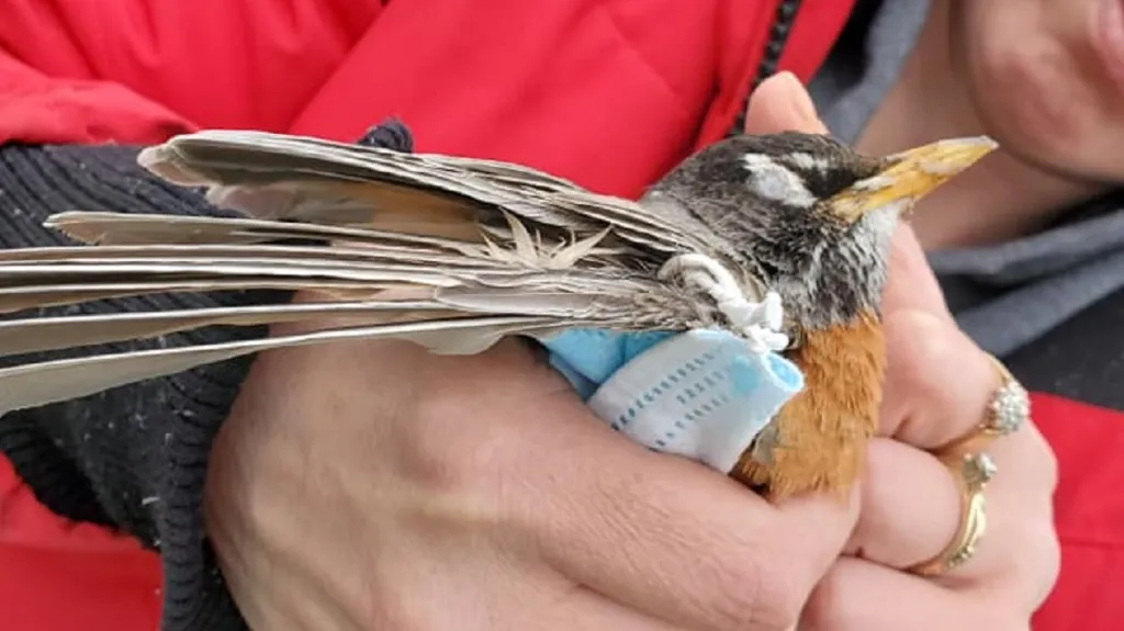 Drozd stěhovavý uvázlý v roušce