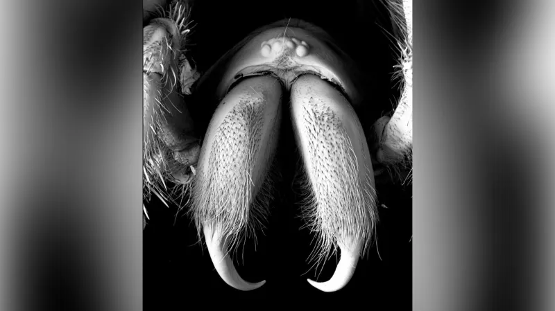 Chelicery nově popsaného druhu pavouka