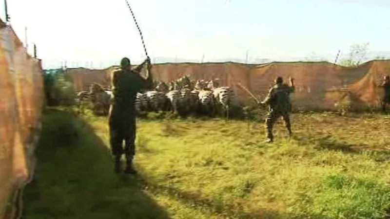 Stěhování zeber v Keni