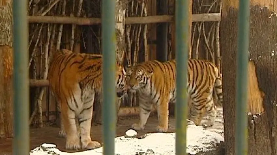 Párek tygrů ussurijských v ostravské ZOO