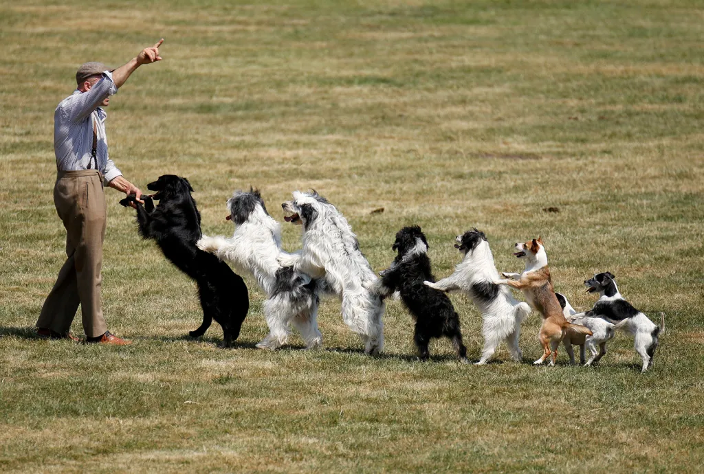 Muž se psy předvádí své zábavné číslo před vystoupením divokých koňů v německém městě Duelmen.