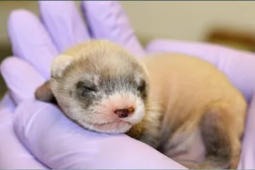 Vědci chtějí zachránit ohrožené tchoře klonováním. První samička je připravená k množení