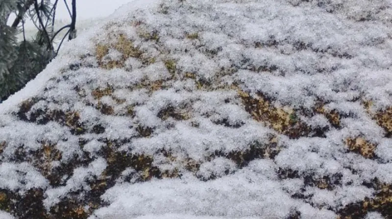 3. prosince se ke mně skrze Facebook dostala fotografie borovice, kterou před 12 lety zasadil pan Munzar