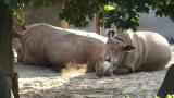 Odpočívající nosorožci bílí