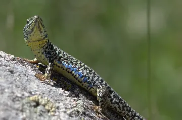 Kůže ještěrek umí triky s ultrafialovým světlem. Funguje jako maják, popsali čeští vědci