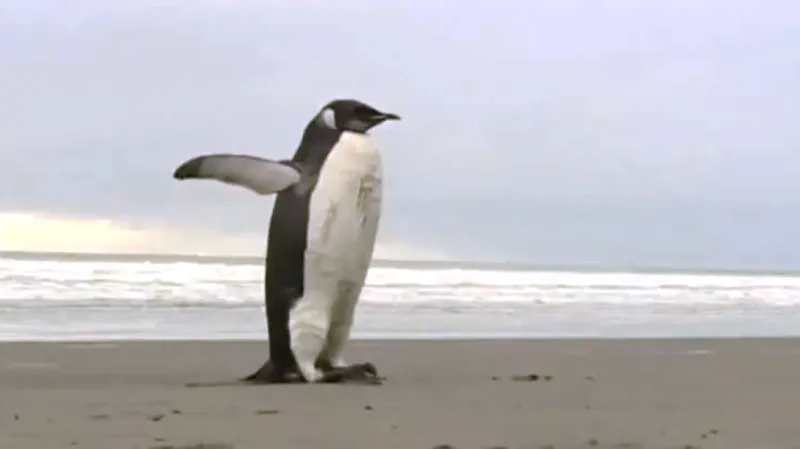 Tučňák na Novém Zélandu