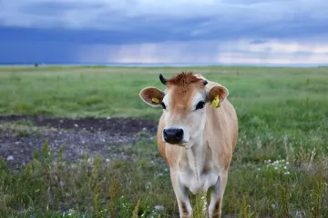 „Amatérismus,“ hodnotí neuzavřený kamion s uhynulými zvířaty na Slovensku farmáři