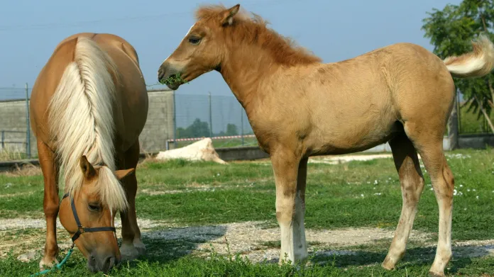 První naklonovaný kůň – Promethea se svou matkou