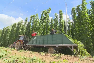 V Kokorách začali sklízet chmel. Kvůli vydatným dešťům nebude úroda, jakou čekali