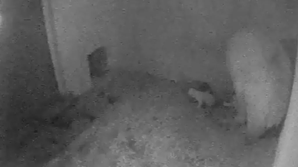 Medvíďata už se snaží postavit na vlastní nohy