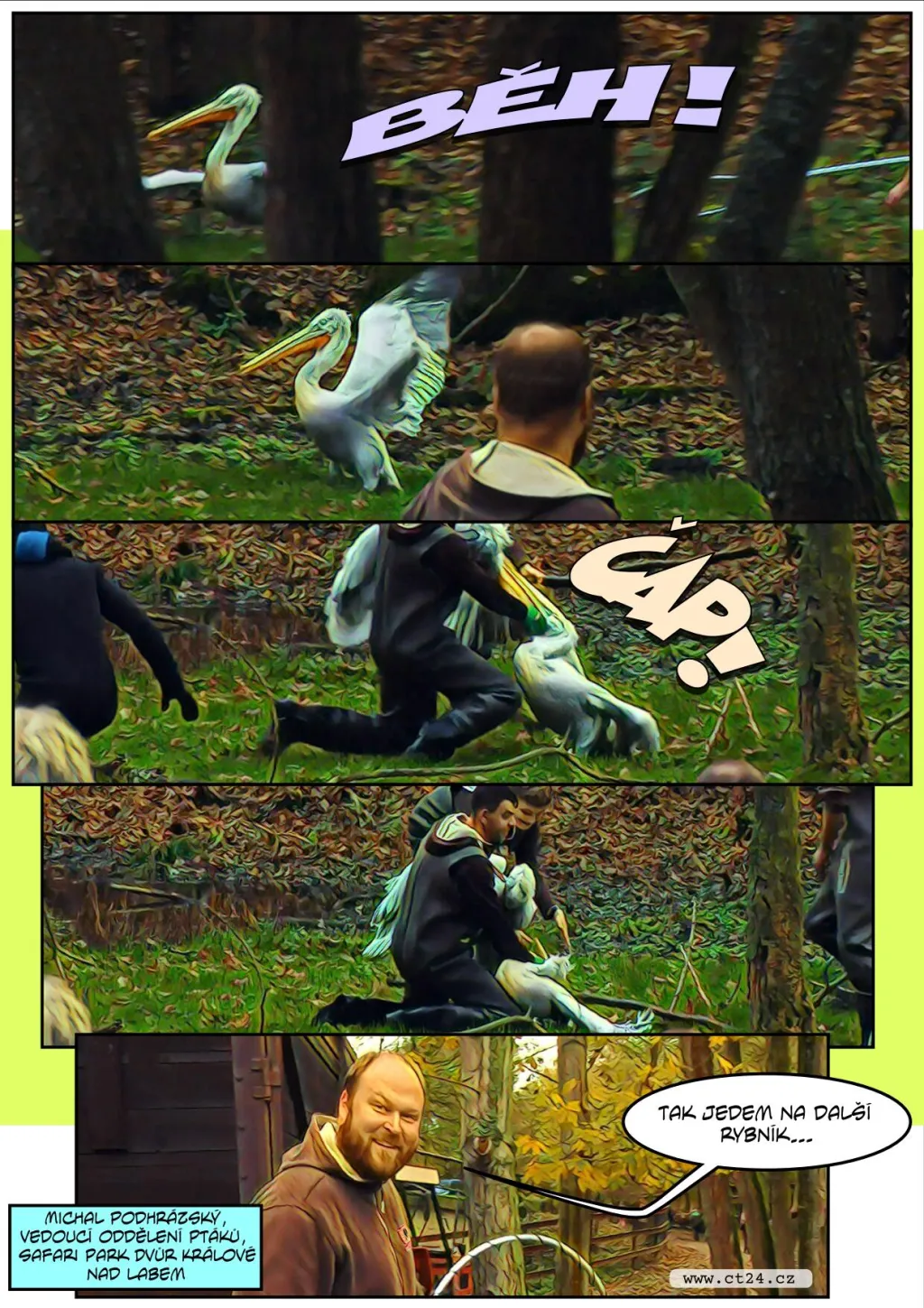 Safari ve Dvoře Králové se připravuje na zimu. Náročný odchyt čekal i pelikány