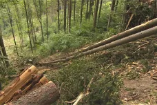 Kůrovcové dřevo tahá z broumovských roklí lanovka. Nebezpečnou práci komplikují turisté