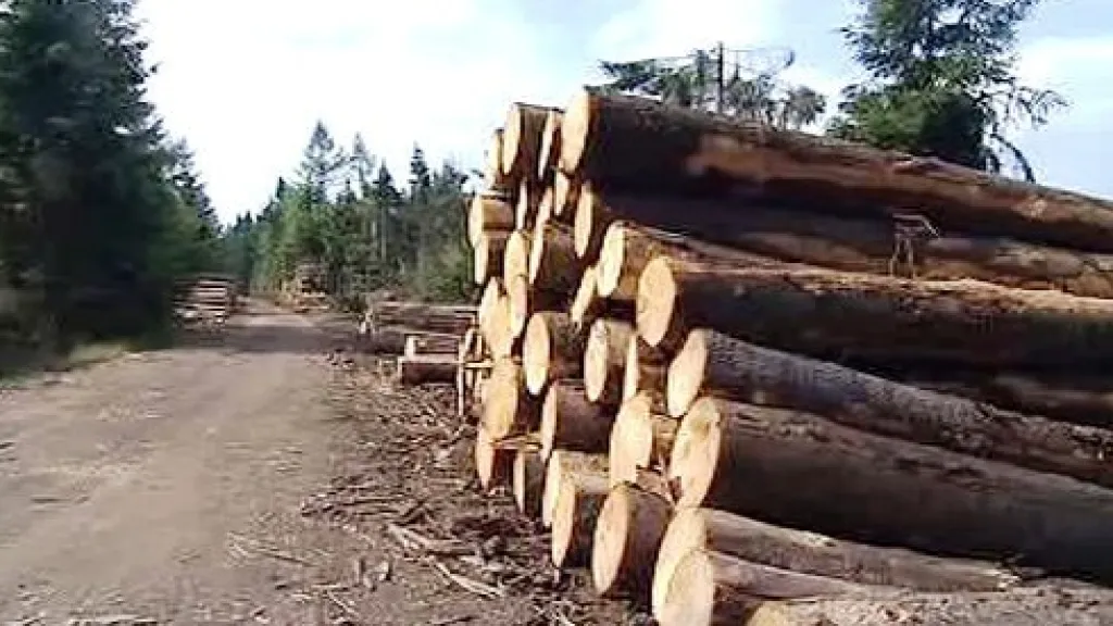 Vytěžené dřevo