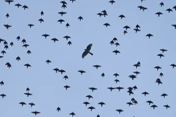 Havrani odlétají na sever, naopak špaččí, vlaštovčí i čapí hnízda po zimě ožívají