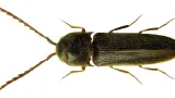 Rhacopus pyrenaeus