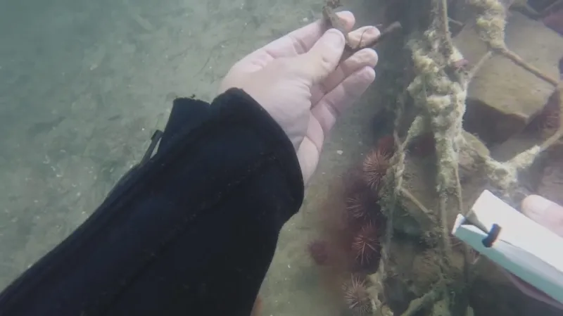 Koník kapský žije v kanálech