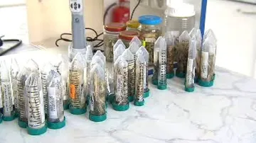 Antarktické druhy ryb