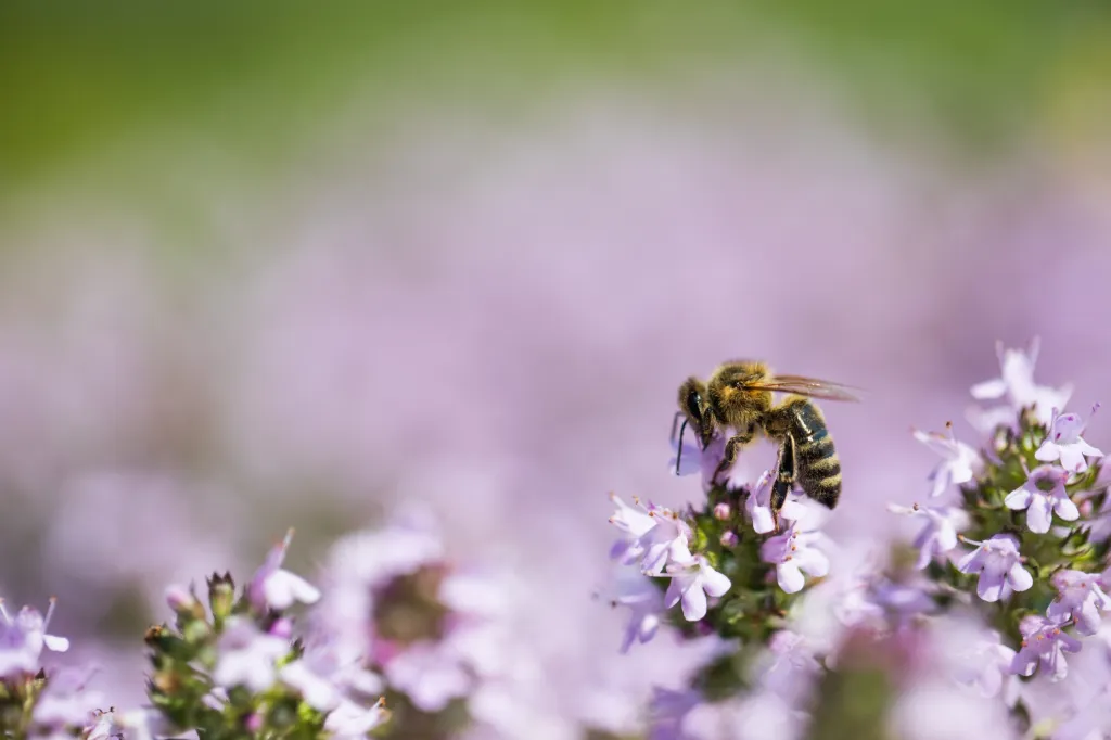 Botanická zahrada hl. m. Prahy slaví 50 let