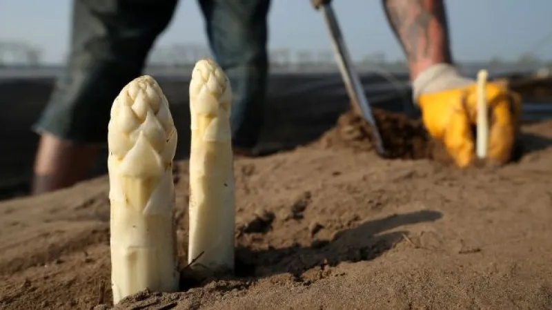 Události: Sláva českého chřestu