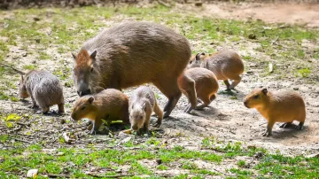 Ve zlínské zoo se rozrostla rodina kapybar o šest nových mláďat