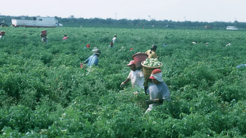 Floridská plantáž