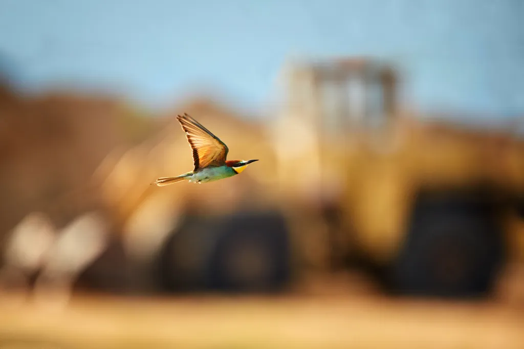 Nominace v kategorii Cena za nejlepší fotografii české přírody. Vlha a nakladač – Vlhy pestré se velmi často vyskytují v pískovnách, kde probíhá těžba. Ta by měla být prováděna vždy tak, aby neohrožovala tyto „papoušky“ naší přírody. Uherské Hradiště, Česko.