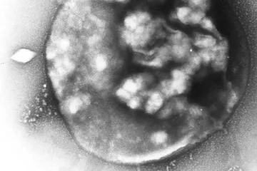 Vědci objevili v amerických močálech „borgskou DNA“. Pomáhá svým pravěkým nositelům rozkládat metan