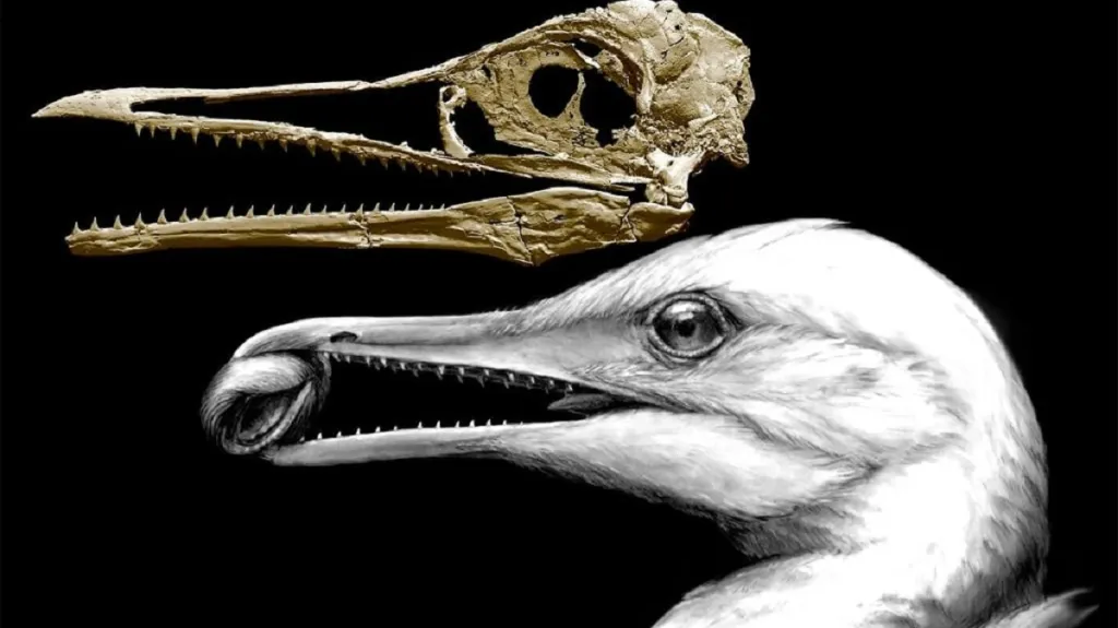 Ichthyornis dispar