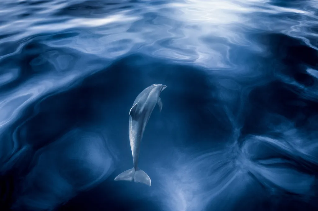 V kategorii Savci zvítězil Jiří Karbus se snímkem „Zasklený v oceánu“, který zachycuje delfína poblíž Kanárských ostrovů. Autor se profesionálně věnuje podvodnímu focení přes deset let, je držitelem mnoha mezinárodních ocenění a jeho snímky z podvodního světa se pravidelně objevují na titulních stranách odborných časopisů.