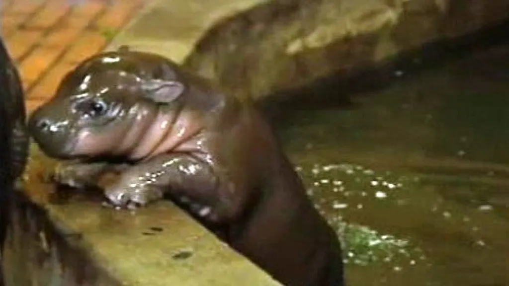 Hrošík liberijský