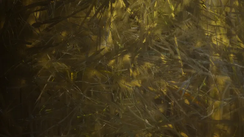 Kristýna Šormová / Křovím a pralesem (z cyklu Místo, kam nepatřím), 2012