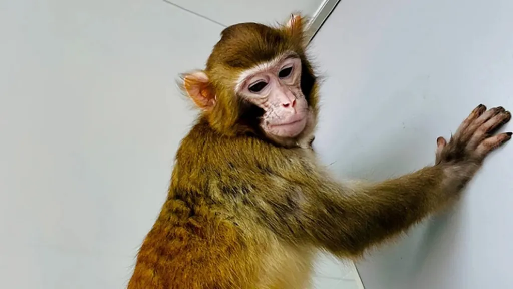Klonovaný makak