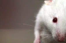 Vědci prodloužili život myší, když je napojili na mladší