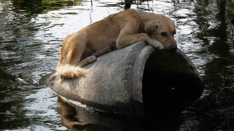 Některá zvířata do útulků doslova připlavala