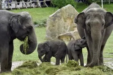 Pražská zoo pokřtila sloní mláďata, dostala jména Amalee a Lakuna