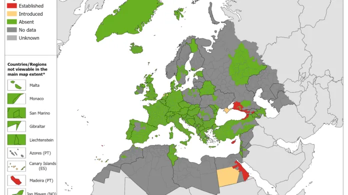 Rozšíření komára egyptského v květnu 2024: červeně je ustálený výskyt, žlutě nově zavlečený výskyt, zeleně nepřítomnost