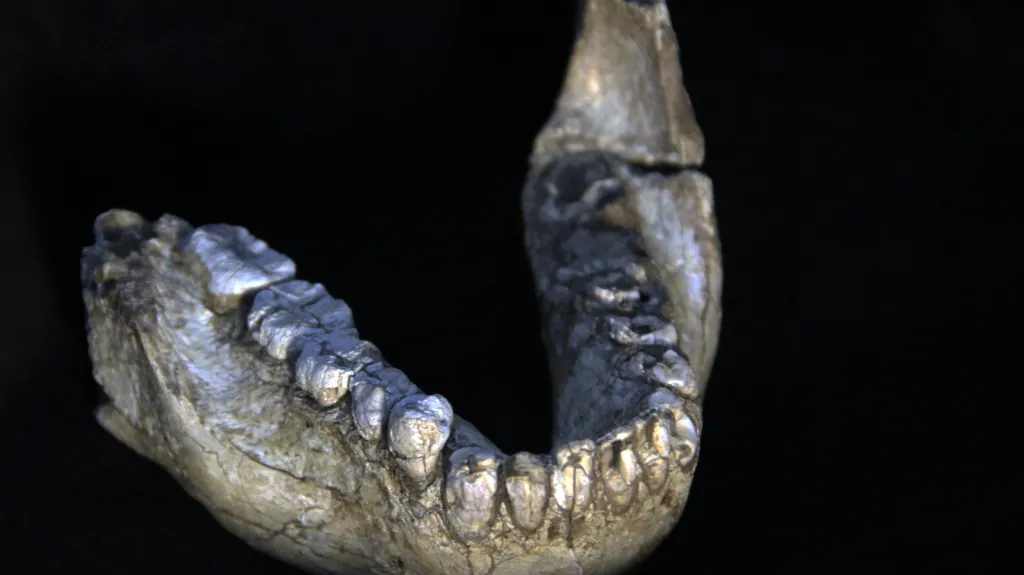 Čelist předchůdce člověka