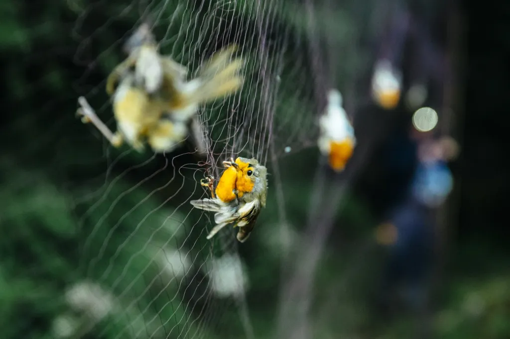 Posledním z trojice nominovaných je Petr Topič za soubor fotografií „Ptačí hlídka“
